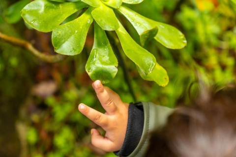 A child touching a plant in the Laurisilva forest of Los tilos de Moya in Doramas, Gran Canaria