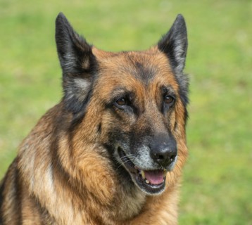 Portrait of an old German shepherd dog, female, on a lawn in Ystad, Scania, Sweden, Scandinavia,