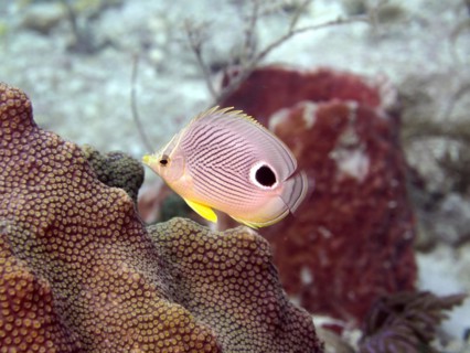 Four-eye butterflyfish (Chaetodon capistratus), dive site John Pennekamp Coral Reef State Park, Key