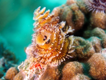 Christmas tree worm (Spirobranchus giganteus), dive site John Pennekamp Coral Reef State Park, Key