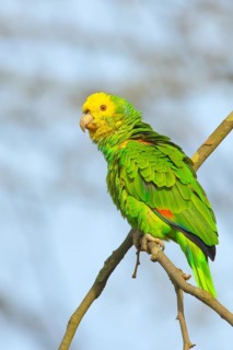Yellow-headed Amazon (Amazona oratrix belizensis), on a sycamore branch, blue sky, Rosensteinpark,