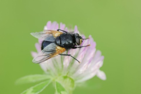 Cattle fly or noonday fly (Mesembrina meridiana) on red clover (Trifolium pratense), North