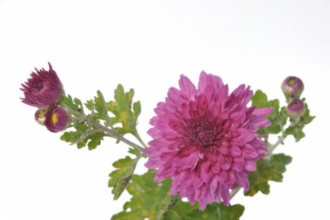 Pink chrysanthemum on a white background