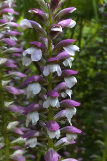 Inflorescence of bear's breeches (Acanthus) in the Parc Floral et Tropical de la Court d'Aron,