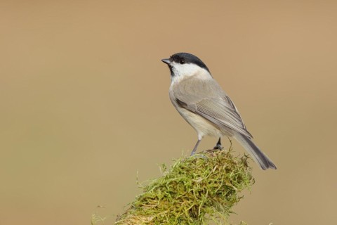 Marsh tit (Parus palustris) on a branch overgrown with moss, Siegerland, North Rhine-Westphalia,