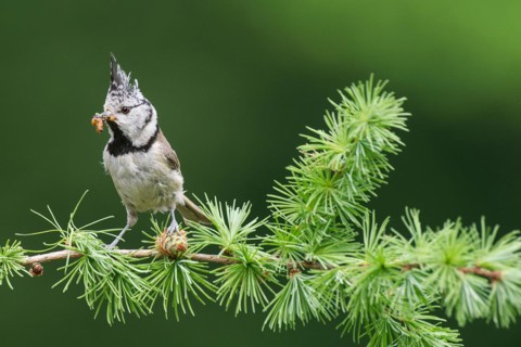 Crested Tit (Lophophanes cristatus), sitting with food in a larch branch, North Rhine-Westphalia,
