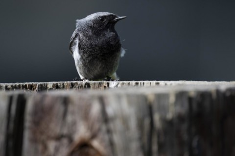 Black redstart (Phoenicurus ochruros), young bird, sitting on a tree trunk, Stuttgart,