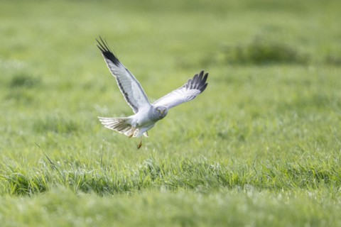 Hen harrier (Circus cyaneus) flying, Emsland, Lower Saxony, Germany, Europe