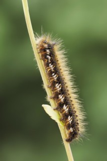 Drinker moth (Euthrix potatoria), caterpillar, North Rhine-Westphalia, Germany, Europe