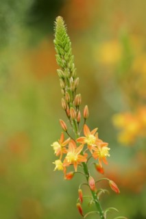 Cattail plant or stilt bulbine (Bulbine frutescens, Anthericum frutescens), inflorescence, native