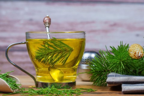 Infusion of horsetail Equisetum arvense, medicinal plant for health care with fresh branches just
