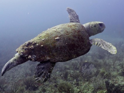 Loggerhead sea turtle (Caretta caretta), dive site Breakers, Palm Beach, Florida, USA, North