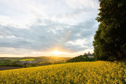 Landscape at sunrise. Beautiful morning landscape with fresh yellow rape fields in spring. Small