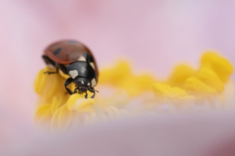 Seven-spot ladybird (Coccinella septempunctata) adult on a garden Camellia flower in spring,