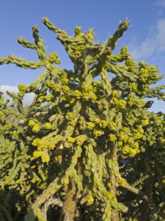 A large green cactus under a blue sky in natural sunlight, prickly pear, Valtierra, Navarra, Spain,