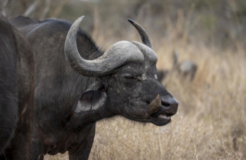 African buffalo (Syncerus caffer caffer) with yellowbill oxpecker (Buphagus africanus), in dry