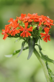 Burning love or scarlet campion (Lychnis chalcedonica, Silene chalcedonica), inflorescence,