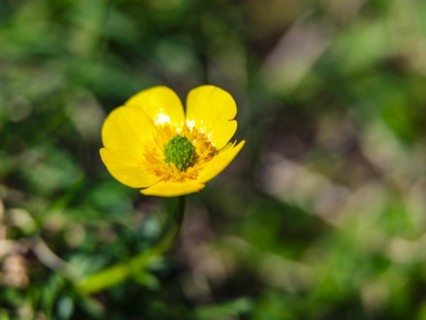 Mountain buttercup (Ranunculus montanus agg.), Berchtesgaden National Park, Halsalm, Ramsau,
