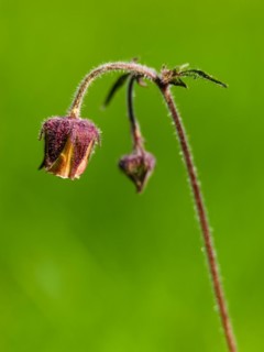 Water avens (Geum rivale), Piding, Berchtesgadener Land, Bavaria, Germany, Europe