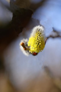 Flowering goat willow (Salix caprea), flower catkins with pollen on a branch, close-up, North