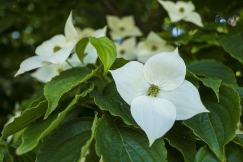 Close-up of flowering Asian flowering dogwood, Cornus kousa
