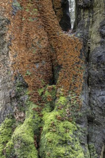 Bleeding oak crust (Stereum gausapatum), mass infestation on a copper beech (Fagus sylvatica),