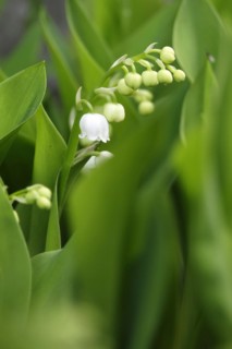 Lily of the valley, Saxony, Germany, Europe