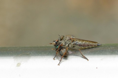Robber fly, golden-tabbed robber fly (Eutolmus rufibarbis) eats a renewed fly, Wilnsdorf, North