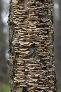 Butterfly tramete (Trametes versicolor), many fruiting bodies on a dead birch (Betula), Lower