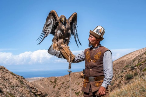 Traditional Kyrgyz eagle hunter with eagle in the mountains, hunting, eagle spreads its wings, near