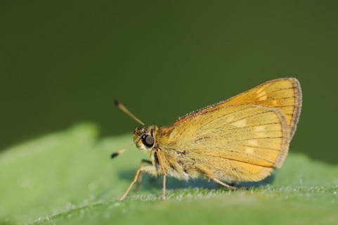 Rusty-coloured Fritillary (Ochlodes sylvanus, Augiades sylvanus), North Rhine-Westphalia, Germany,