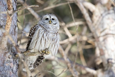 Barred owl (Strix varia) perched on a dead tree and watching, Forest of Yamachiche, province of