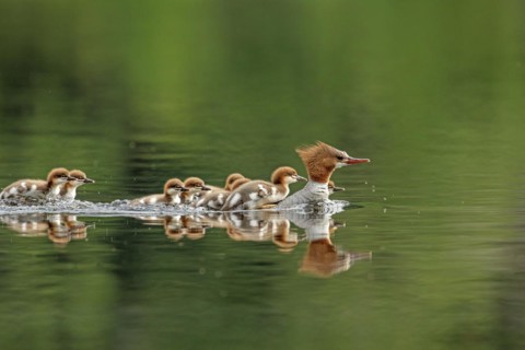 Common mergansers (mergus merganser), female swimming and carrying babies on her back, La Mauricie