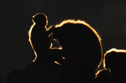 Djelada or gelada baboon (Theropithecus gelada), male and young animal in backlight, captive,
