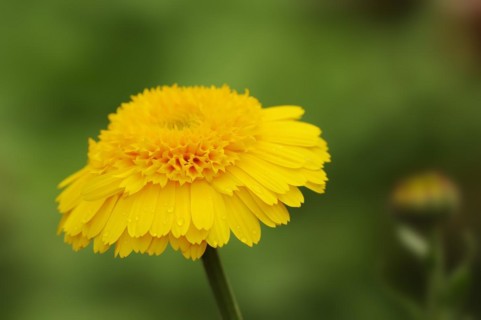 Marigold or garden marigold (Calendula officinalis), flower, North Rhine-Westphalia, Germany,