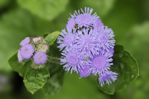 Flossflower (Ageratum houstonianum), flowers, ornamental plant, North Rhine-Westphalia, Germany,