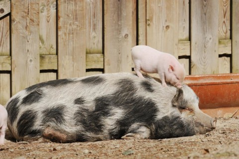 Goettingen minipig (Sus scrofa f. domestica), sow and piglet, North Rhine-Westphalia, Germany,