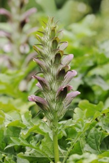 Balkan bear's paw (Acanthus hungaricus, Acanthus balcanicus), ornamental plant, North