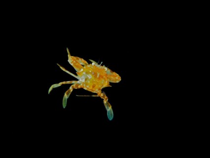 Sargassum swimming crab (Portunus sayi) at night, dive site Riviera Beach, Florida, USA, North