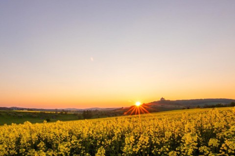 Landscape at sunrise. Beautiful morning landscape with fresh yellow rape fields in spring. Small