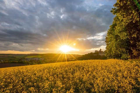 Landscape at sunrise. Beautiful morning landscape with fresh yellow rape fields in spring. Small