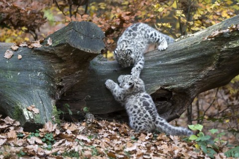 Two young snow leopards playfully tussling on a fallen tree trunk with autumn leaves, snow leopard