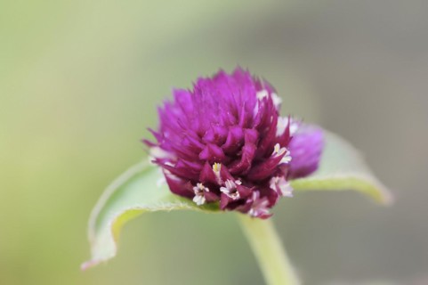 Globe amaranth (Gomphrena globosa), flowers, medicinal plant, ornamental plant, North