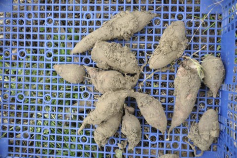 Yacon harvest in a garden
