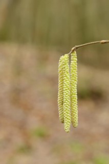 Common hazels (Corylus avellana), twig with male hazelnut blossoms, allergy, pollen, North
