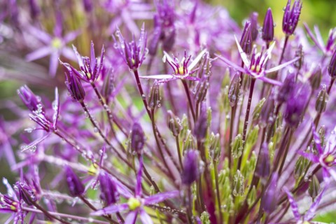Inflorescence of a flowering specimen of the star globe leek, Allium cristophii, also known as