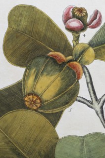 Fruit, blossom, balsam tree (Commiphora opobalsamum, Amyris opobalsamum) hand-coloured copperplate