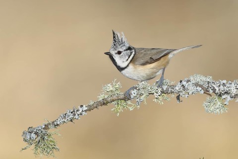 Crested tit (Lophophanes cristatus), sitting on a branch overgrown with reindeer lichen (Cladonia