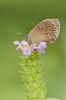 Ringlet (Aphantopus hyperantus), North Rhine-Westphalia, Germany, Europe
