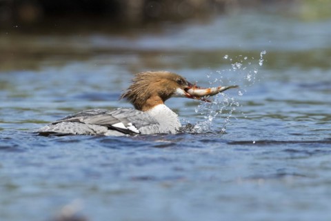 Common merganser (Mergus merganser) . female catching a fish, La Mauricie national park, province